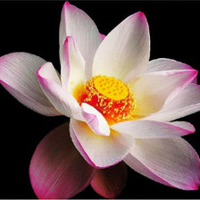 Схема вышивки «лотос»