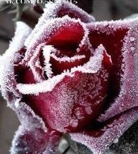 Схема вышивки «роза и иней»