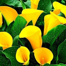 Схема вышивки «№733018»