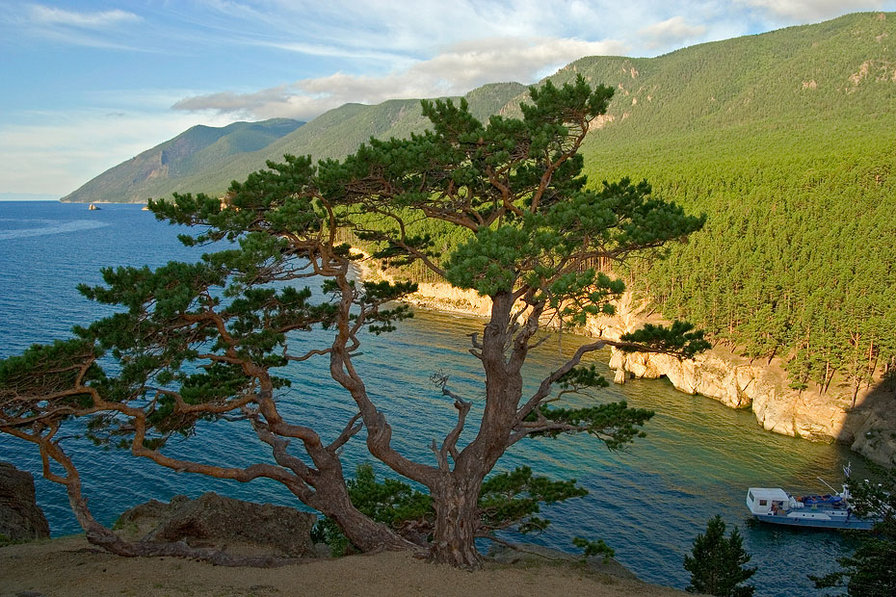 природа - катер, море, дерево - оригинал