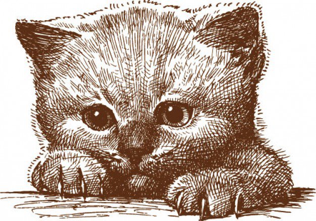 котенок - кошки, животные - оригинал