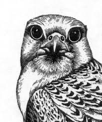 птица - оригинал