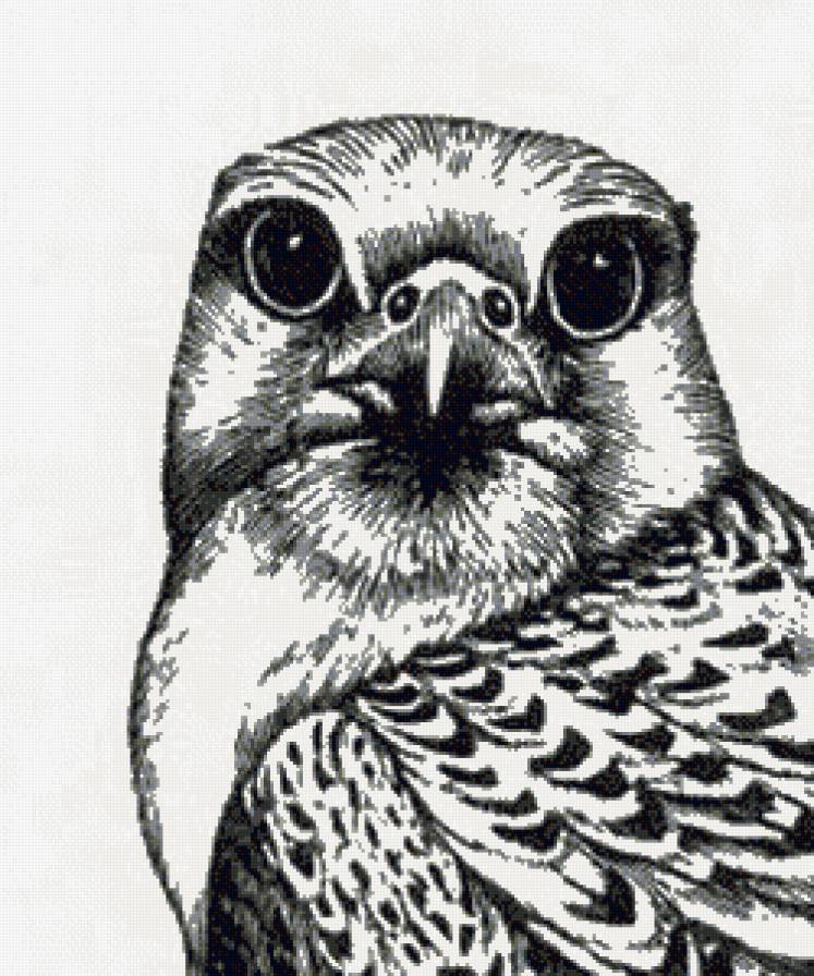 птица - предпросмотр