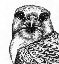 Схема вышивки «птица»