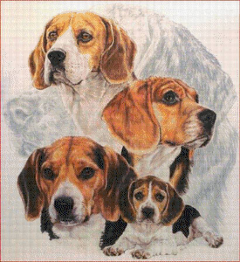 собаки - женщина, красота - предпросмотр