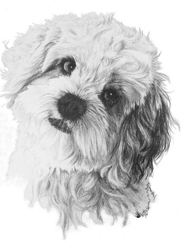 собаки - животные - оригинал