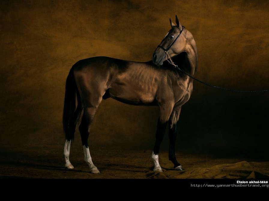 Лошадь - лошадь, животные - оригинал