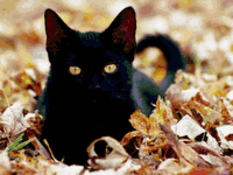 черный кот - кошки - предпросмотр