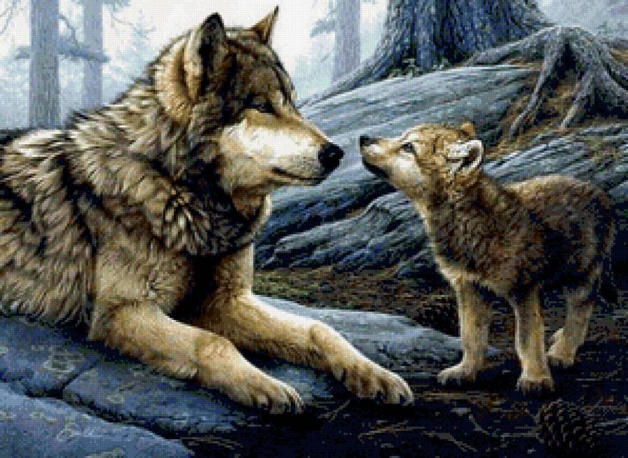 Волк и сын - животные, волк - предпросмотр