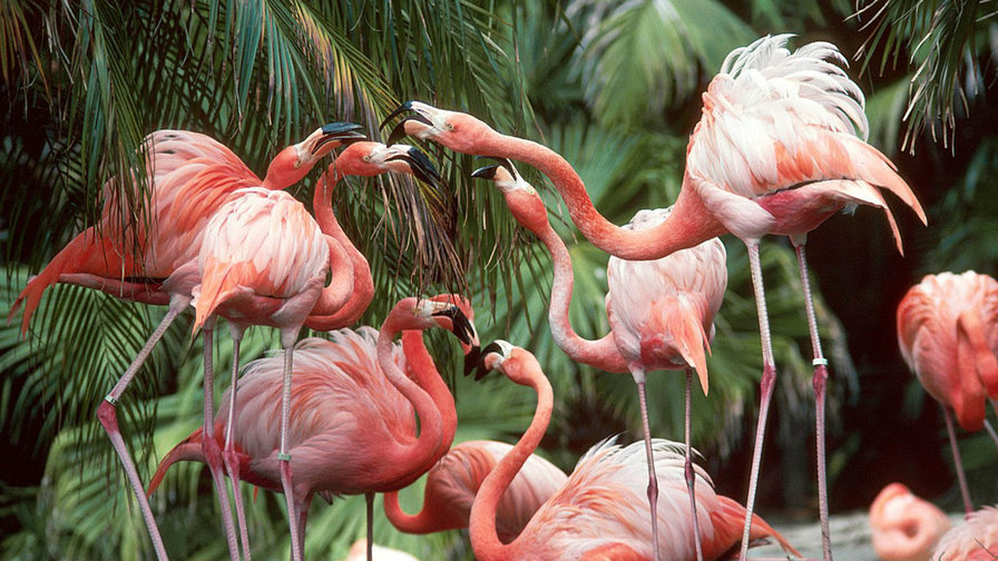 розовый фламинго - фламинго, розовый фламинго, птицы - оригинал