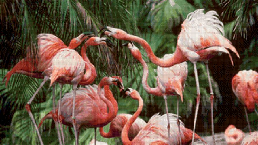 розовый фламинго - птицы, розовый фламинго, фламинго - предпросмотр