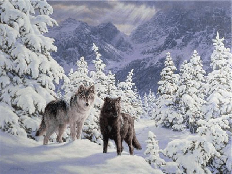 Волки - животные - оригинал