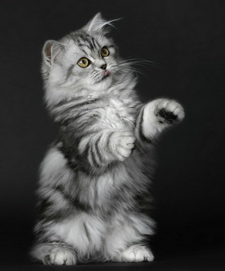 Киска - оригинал