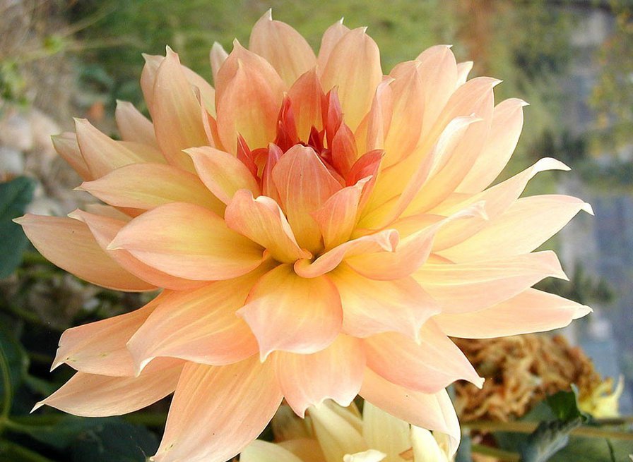 Георгин - оригинал