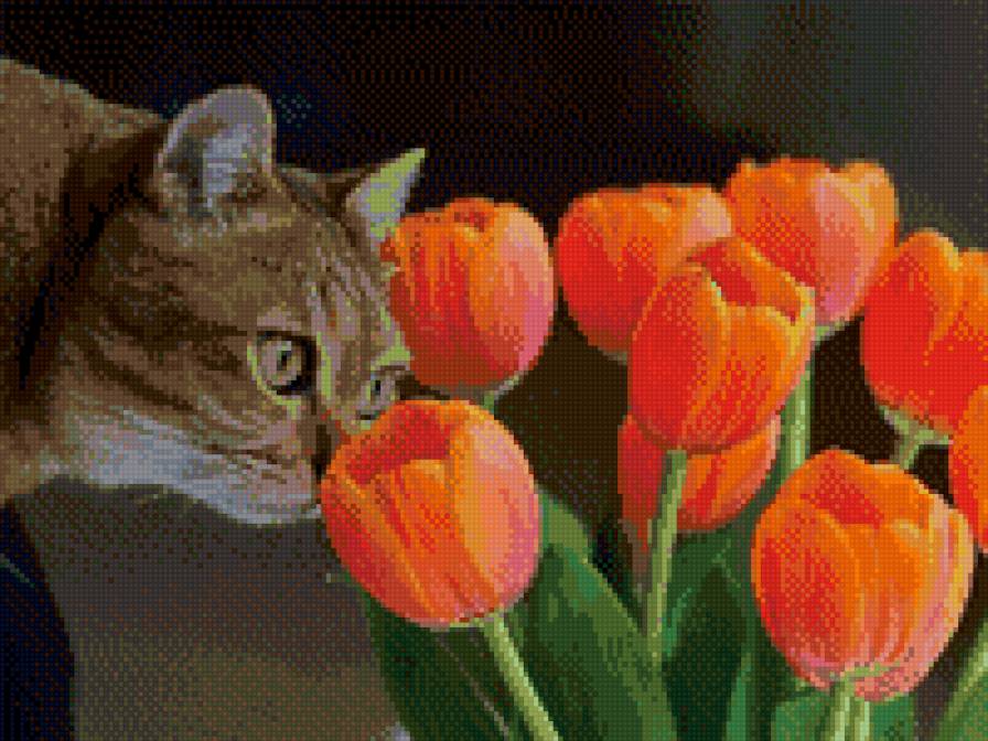 Тюльпаны и киса - предпросмотр