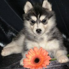 Схема вышивки «Хаски»