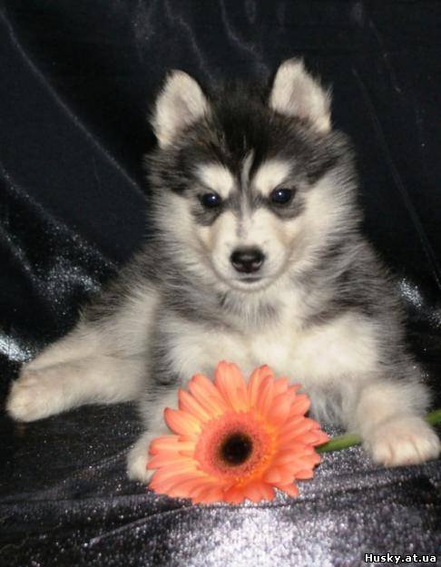 Хаски - оригинал