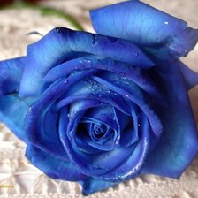 Оригинал схемы вышивки «Синяя роза» (№733653)