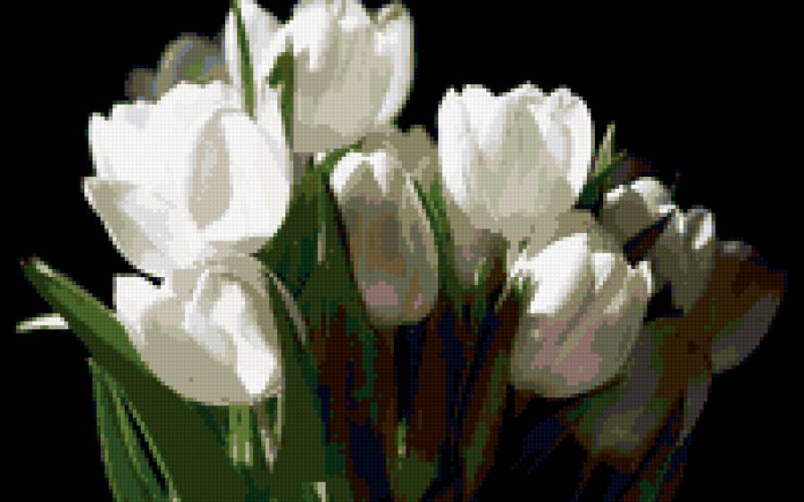 Белые тюльпаны - предпросмотр