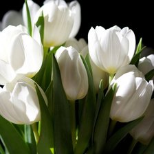 Оригинал схемы вышивки «Белые тюльпаны» (№733662)
