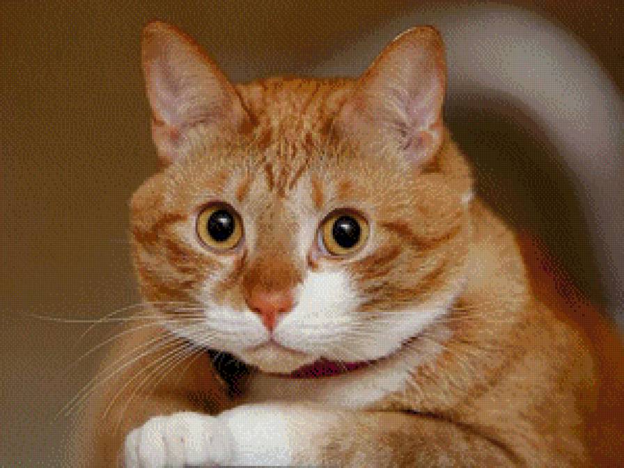 Котик - животные - предпросмотр