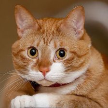 Схема вышивки «Котик»