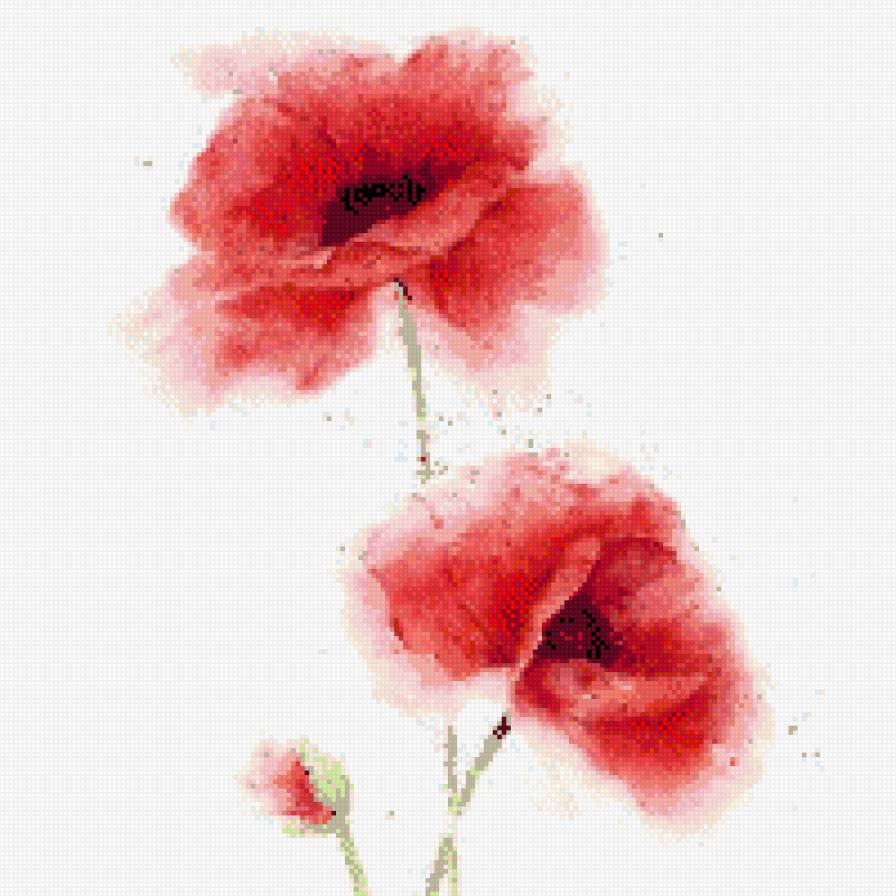 Маки акварель - маки, акварель - предпросмотр