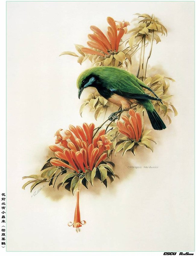 птичка3 - оригинал