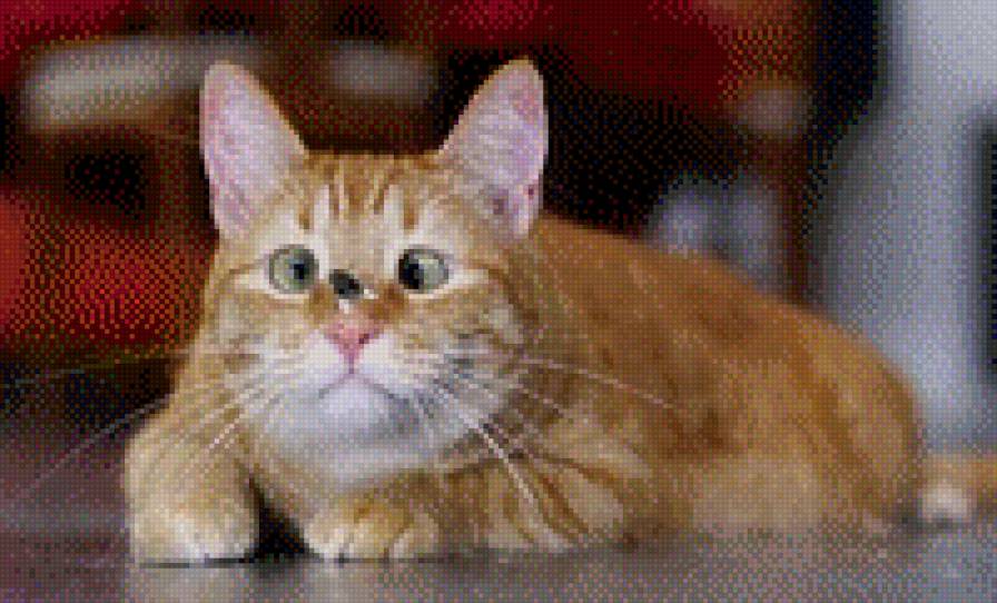 Удачный снимок - муха, кот - предпросмотр