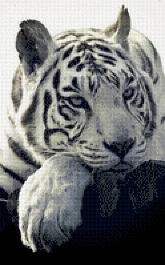 Бенгальский тигра - тигр, животные - предпросмотр