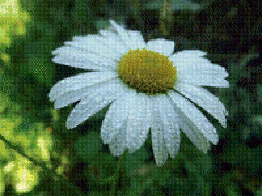 Ромашка - предпросмотр