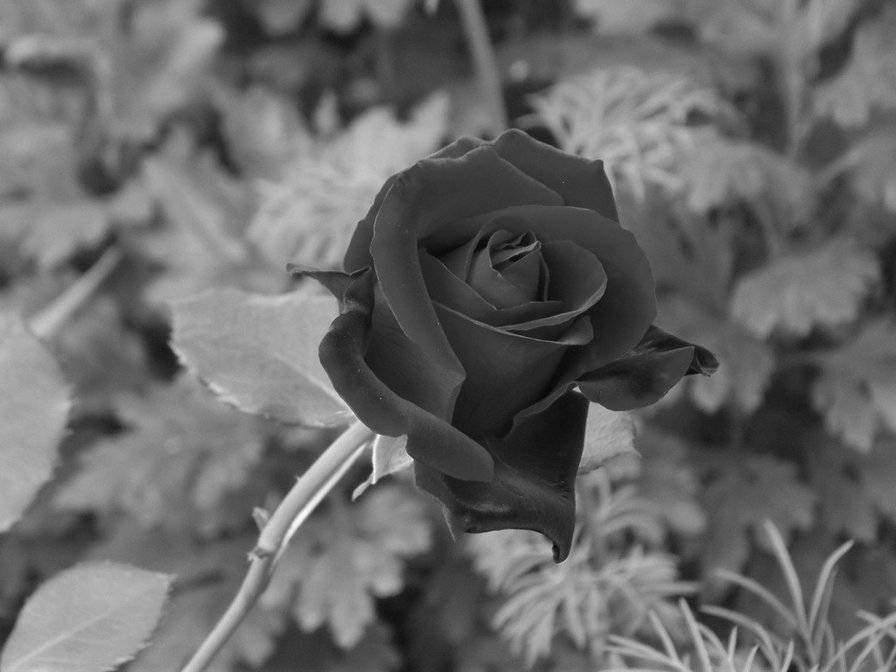 Роза - оригинал