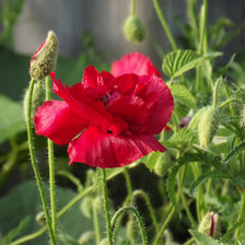 Схема вышивки «Мак»