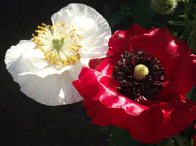 Красное и белое - оригинал