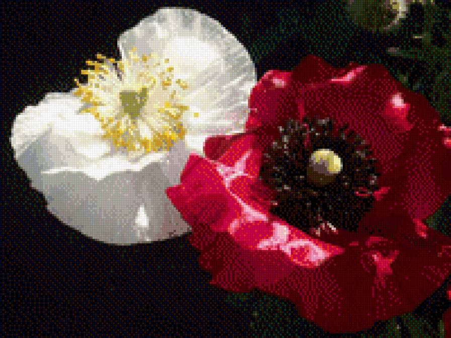 Красное и белое - предпросмотр