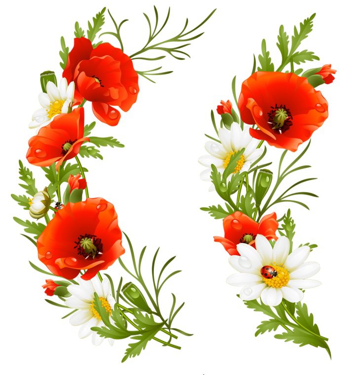 маки-ромашки - колоски, ромашки, маки - оригинал