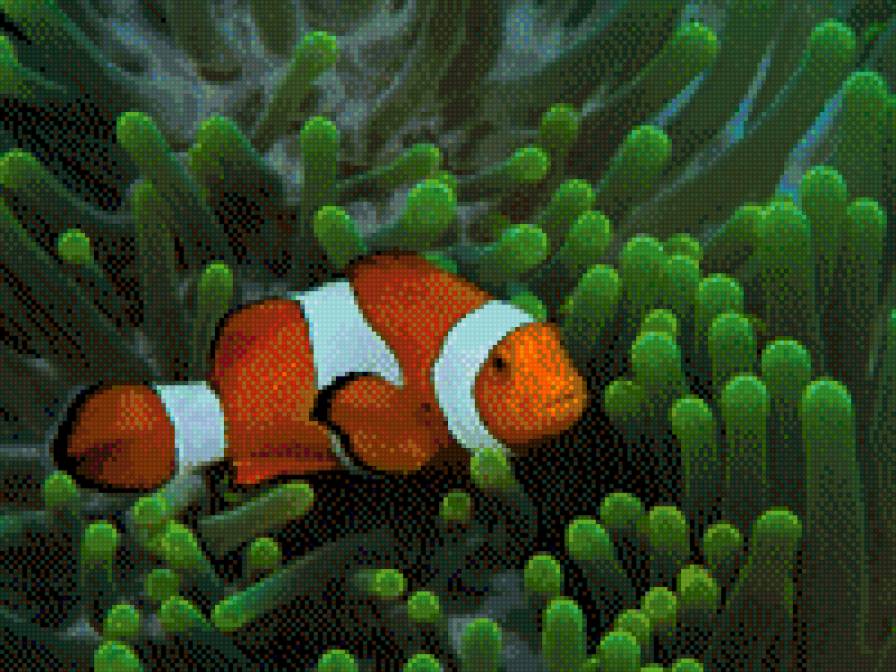 Рыбка - вода, рыба.аквариум, море - предпросмотр