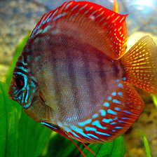 Оригинал схемы вышивки «Рыбка» (№734324)