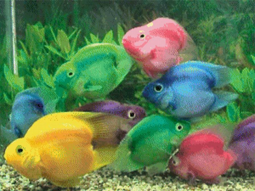 Стая рыб - рыба, море - предпросмотр