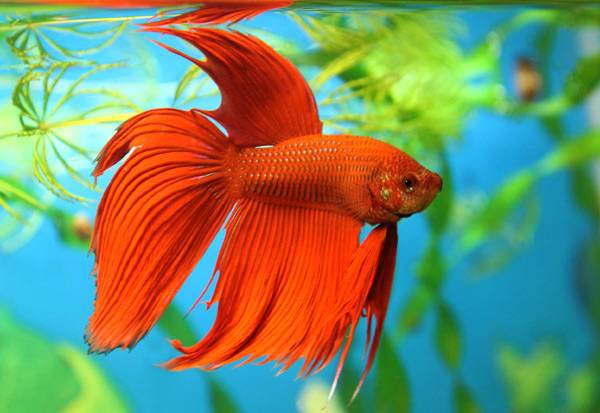 В аквариуме - аквариум, золотая рыбка - оригинал