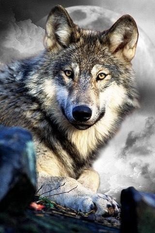 волк - волк, дикие животные - оригинал