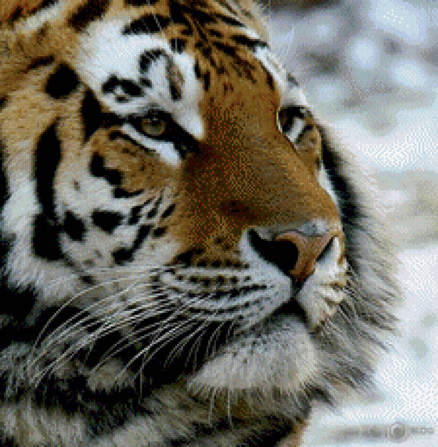 тирг - тигруша зимой - предпросмотр