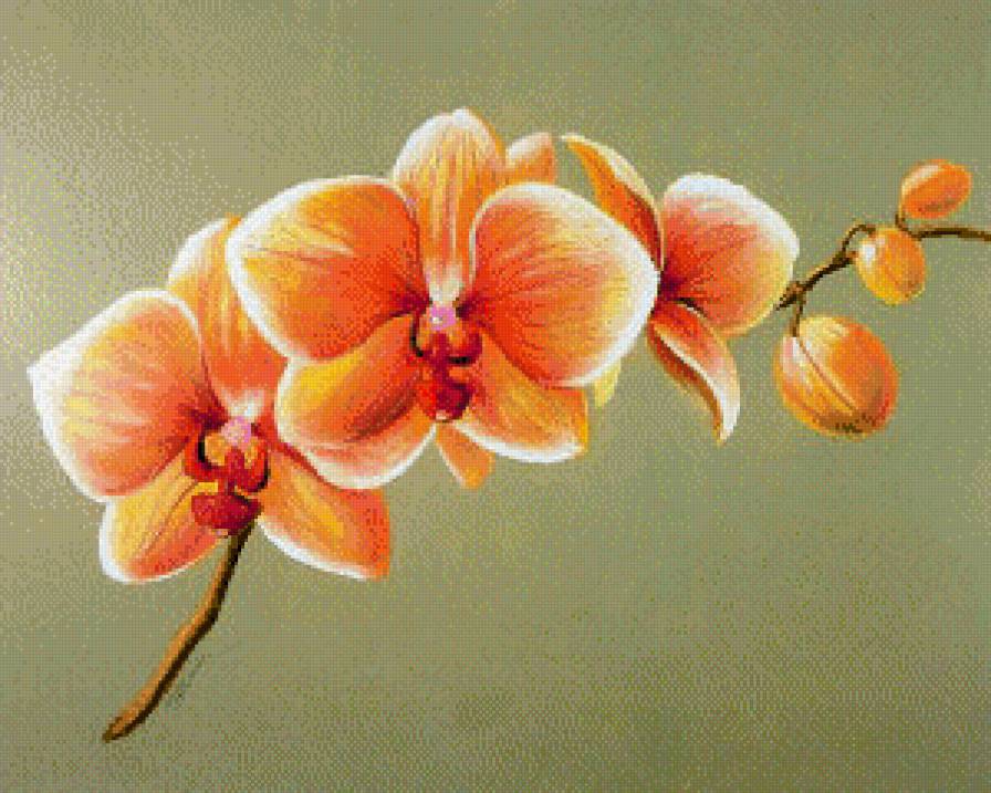 Орхидея оранжевая - цветы, орхидея - предпросмотр