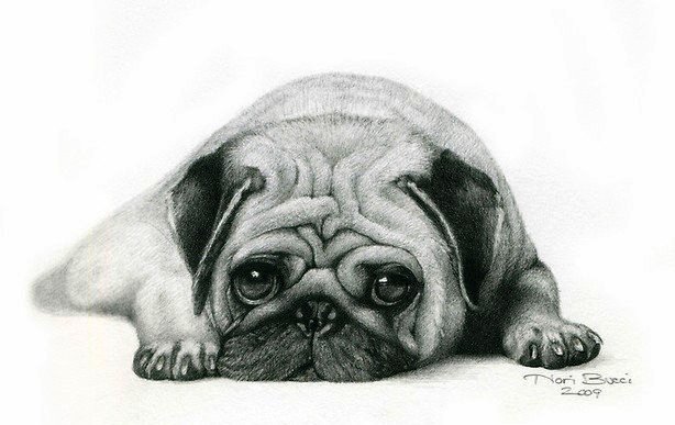 мопс - собака, монохром, мопс, грусть - оригинал