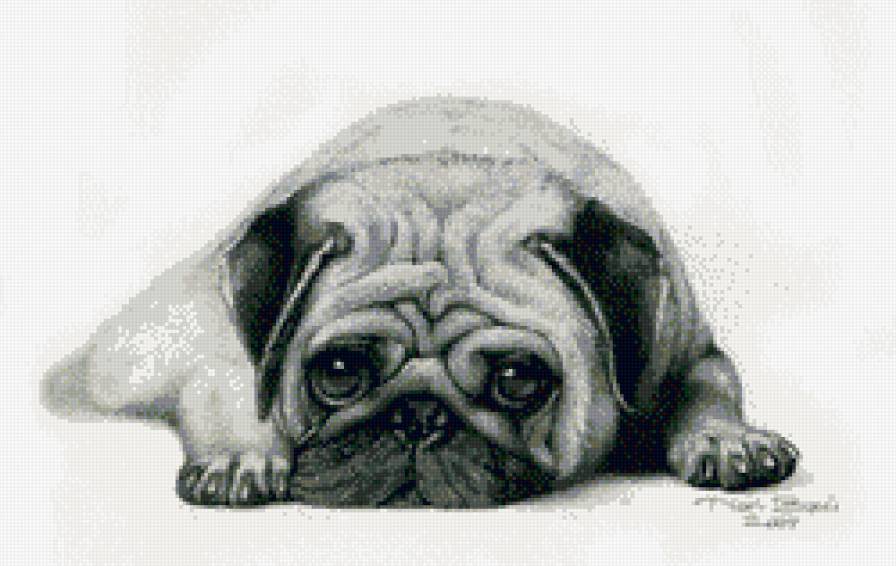 мопс - грусть, собака, монохром, мопс - предпросмотр