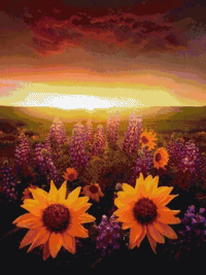 Закат - поле, подсолнухи, природа, закат - предпросмотр