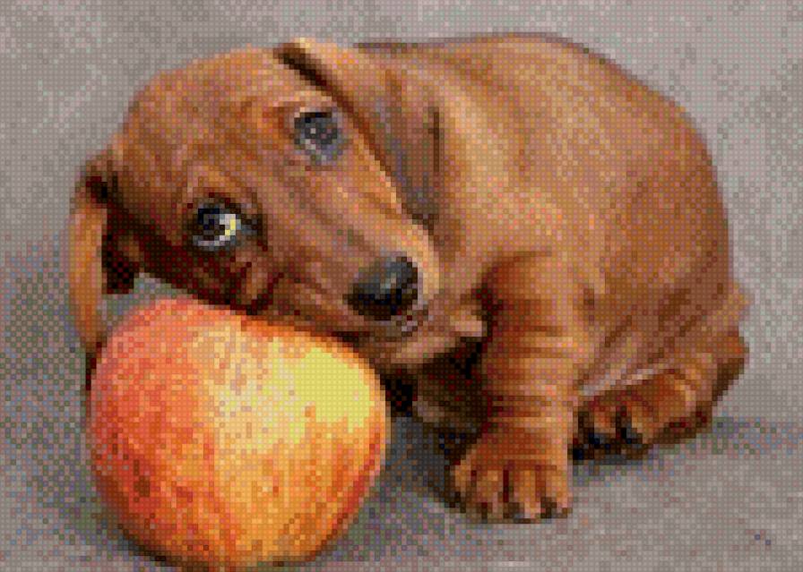 Такса - собаки - предпросмотр