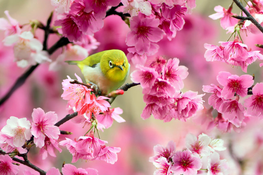 Сакура - восток, сакура, птичка, весна - оригинал