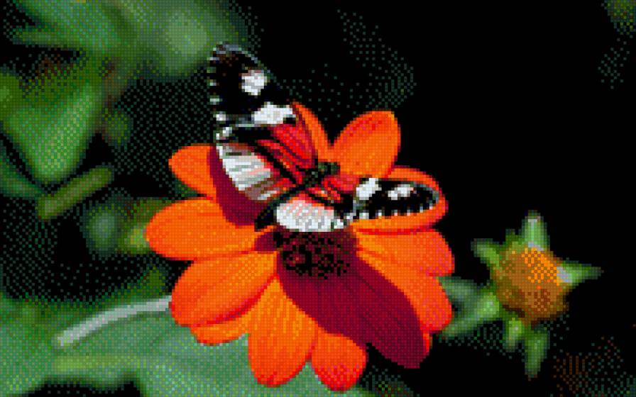 бабочка - цветы - предпросмотр