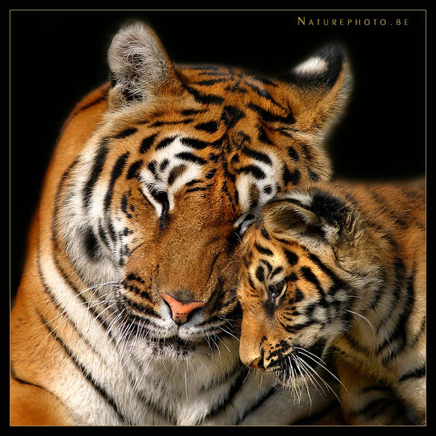 материнская любовь - тигр любовь - оригинал